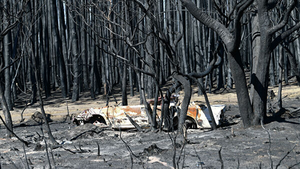 Новая Зеландия поможет Австралии в тушении лесных пожаров