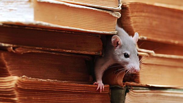 Фотограф из Великобритании построил "деревню хоббитов" для мышей