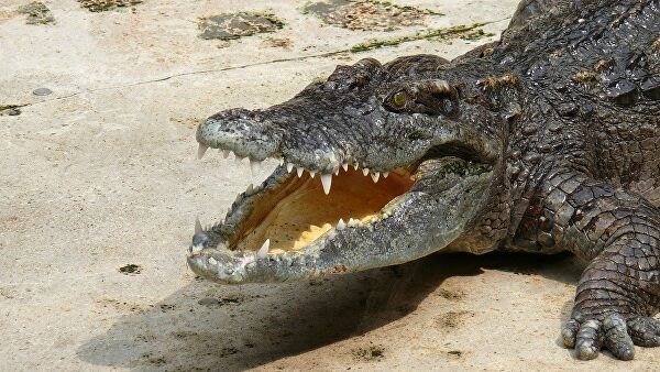 Крокодил растерзал индийца, совершавшего ритуал для "хорошего здоровья"