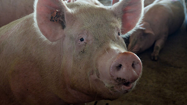 Вирусолог рассказала о новой разновидности свиного гриппа в Бразилии