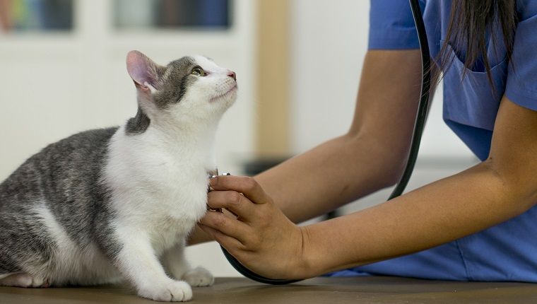 Что такое Гемобартонеллёз у кошек
