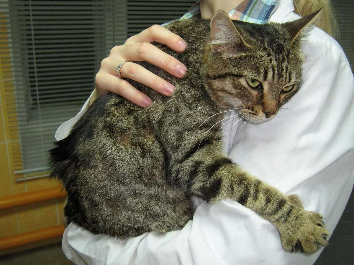 Что такое Гемобартонеллёз у кошек