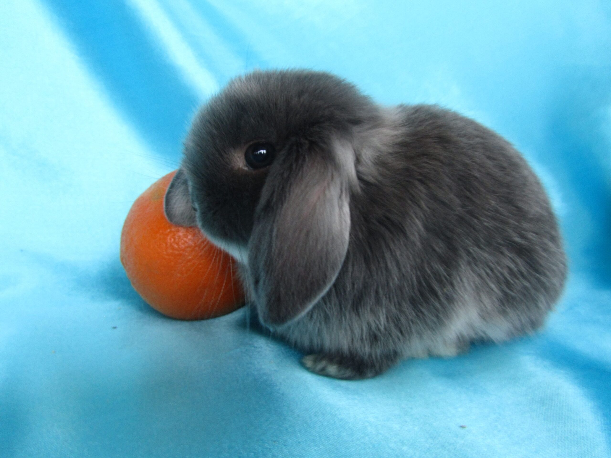 Декоративный карликовый кролик: Маленький друг с огромным очарованием
