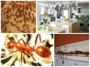 Как избавиться от муравьев в квартире: профессиональные советы и методы